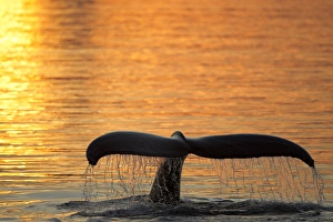 Images Dated 2nd August 2011: North America, USA, Alaska, in Frederick Sound, Humpback Whale, Megaptera novaeangliae