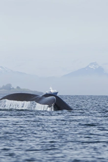 Images Dated 2000 January: North America, USA, Alaska, in Frederick Sound, Pacific Coast, Humpback Whale, Megaptera