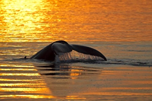 Orca Prints: North America, USA, Alaska, in Frederick Sound, Humpback Whale, Megaptera novaeangliae