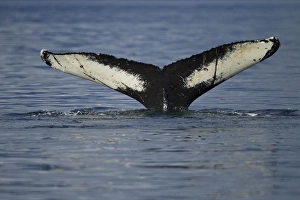 Images Dated 2000 January: North America, USA, Alaska, in Frederick Sound, Humpback Whale, Megaptera novaeangliae