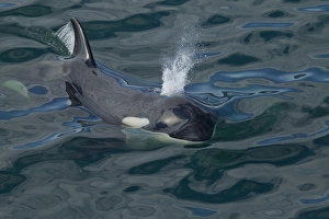 Images Dated 2000: North America, USA, Alaska, Frederick Sound, Orca, Orcinus orca, blowing, toothed whale