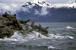 North America, USA, Alaska, Glacier Bay. Stelar Sea Lions (Eumetopias jubatus)
