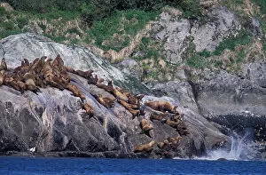 North America, USA, Alaska, Glacier Bay NP Stellar sea lions (Eumetopias jubatus)