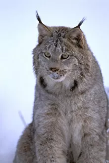 Images Dated 2nd August 2006: North America, USA, Alaska, Haines. Lynx (Felis lynx)