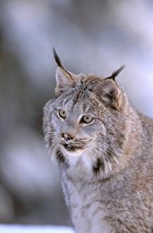 Images Dated 2nd August 2006: North America, USA, Alaska, Haines. Lynx (Felis lynx)
