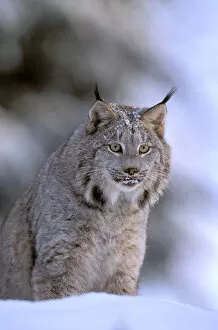 Images Dated 2nd August 2006: North America, USA, Alaska, Haines. Lynx (Felis lynx)