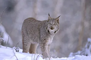 North America, USA, Alaska, Haines. Lynx (Felis lynx)