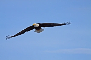 North America; USA; Alaska; Homer; Eagle in Flight