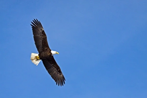National Prints: North America; USA; Alaska; Homer; Eagle in Flight