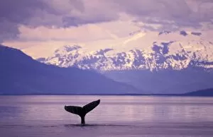 North America, USA, Alaska, Inside Passage. Humpback whale (Megaptera novangliae)