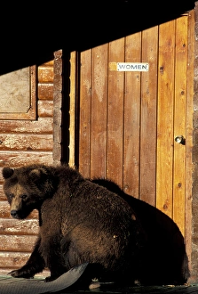 Images Dated 6th August 2010: North America, USA, Alaska, Katmai National Park. Brown bear cub next to women s