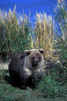 Grizzly Prints: North America, USA, Alaska, Katmai National Park. Brown bear (Ursus arctos) cub in