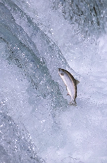 Images Dated 2nd August 2006: North America, USA, Alaska, Katmai National Park. Sockeye Salmon (Oncorhynchus nerka)