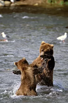 Images Dated 2nd August 2006: North America, USA, Alaska, Katmai National Park. Pair of Brown Bears battle for