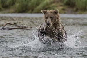 Images Dated 12th August 2011: North America, USA, Alaska, Katmai National Park