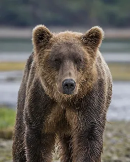 Images Dated 10th August 2011: North America, USA, Alaska, Katmai National Park. Closeup of Grizzly Bear, Ursus arctos