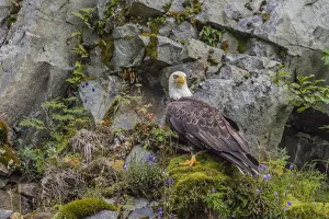 Images Dated 12th August 2011: North America, USA, Alaska, Katmai National Park. Bald Eagle, Haliaeetus leucocephalus