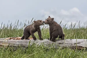 North America, USA, Alaska, Katmai National Park, Hallo Bay. Coastal Brown Bear, Grizzly