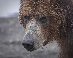 North America, USA, Alaska, Katmai National Park, Hallo Bay. Coastal Brown Bear, Grizzly
