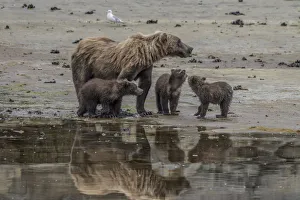Images Dated 14th August 2011: North America, USA, Alaska, Katmai National Park. Grizzly Bear mom with triplet cubs