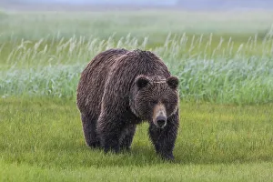Images Dated 7th July 2010: North America, USA, Alaska, Katmai National Park, Hallo Bay. Coastal Brown Bear, Grizzly