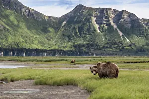 Images Dated 10th July 2010: North America, USA, Alaska, Katmai National Park, Hallo Bay. Coastal Brown Bear, Grizzly