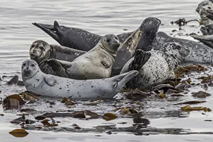 Images Dated 14th August 2011: North America, USA, Alaska, Katmai National Park