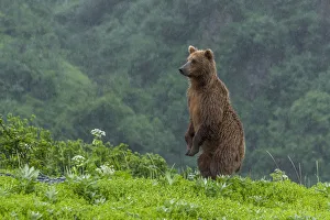 North America, USA, Alaska, Katmai National Park, Hallo Bay. Coastal Brown Bear, Grizzly