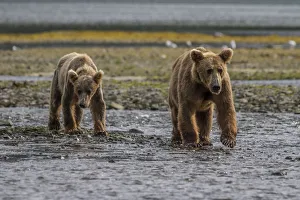 North America, USA, Alaska, Katmai National Park