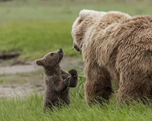 Images Dated 8th July 2010: North America, USA, Alaska, Katmai National Park, Hallo Bay. Coastal Brown Bear, Grizzly