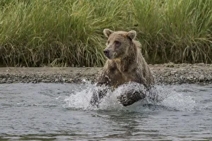 Images Dated 11th August 2011: North America, USA, Alaska, Katmai National Park