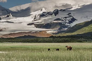 North America, USA, Alaska, Katmai National Park. Coastal Brown Bear, Grizzly, Ursus arctos