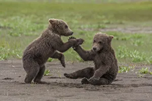 Images Dated 8th July 2010: North America, USA, Alaska, Katmai National Park, Hallo Bay. Coastal Brown Bear, Grizzly