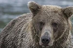 Images Dated 12th August 2011: North America, USA, Alaska, Katmai National Park. Closeup of Grizzly Bear, Ursus arctos