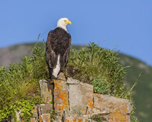 Images Dated 12th July 2010: North America, USA, Alaska, Katmai National Park