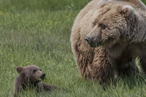 Images Dated 11th July 2010: North America, USA, Alaska, Katmai National Park, Hallo Bay. Coastal Brown Bear, Grizzly
