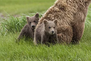 Images Dated 8th July 2010: North America, USA, Alaska, Katmai National Park, Hallo Bay. Coastal Brown Bear, Grizzly