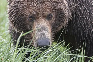 Images Dated 7th July 2010: North America, USA, Alaska, Katmai National Park, Hallo Bay. Coastal Brown Bear, Grizzly