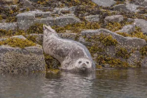 Images Dated 6th July 2010: North America, USA, Alaska, Katmai National Park, Kukak Bay. Harbor Seal, Phoca vitulina