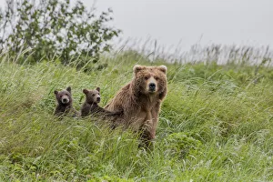 Images Dated 8th July 2010: North America, USA, Alaska, Katmai National Park, Hallo Bay. Coastal Brown Bear, Grizzly
