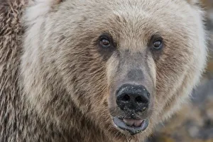 Images Dated 12th July 2010: North America, USA, Alaska, Katmai National Park, Kukak Bay. Coastal Brown Bear, Grizzly
