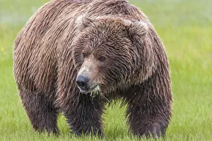 Images Dated 7th July 2010: North America, USA, Alaska, Katmai National Park, Hallo Bay. Coastal Brown Bear, Grizzly