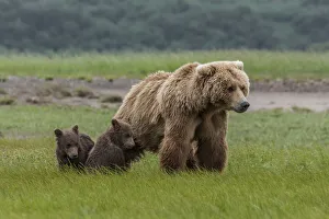 North America, USA, Alaska, Katmai National Park, Hallo Bay. Coastal Brown Bear, Grizzly