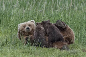 North America, USA, Alaska, Katmai National Park, Hallo Bay. Coastal Brown Bear, Grizzly