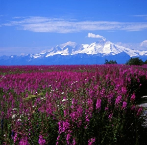 Cook Inlet Prints: North America, USA, Alaska, Mt. Iliamna and Fireweed from Kenai Peninsula over Cook Inlet