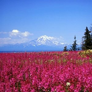 Cook Inlet Prints: North America, USA, Alaska, Mt, Redoubt and Fireweed from Kenai Peninsula over Cook Inlet