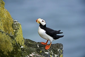 Images Dated 5th August 2010: North America, USA, Alaska, Pribilof Islands, St Paul. Horned Puffin