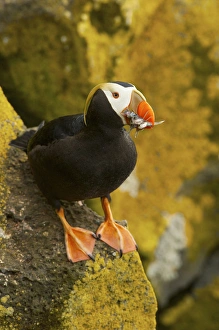 Images Dated 5th August 2010: North America, USA, Alaska, Pribilof Islands, St Paul. Tufted puffin with a mouthful