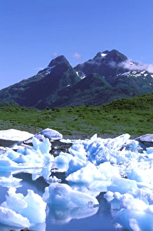 Images Dated 2nd August 2006: North America, USA, Alaska, Prince William Sound, Columbia Bay. Lush greenery of