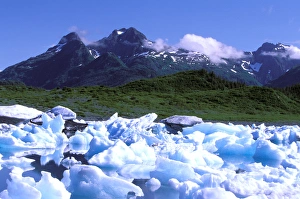 Images Dated 2nd August 2006: North America, USA, Alaska, Prince William Sound, Columbia Bay. Lush greenery of